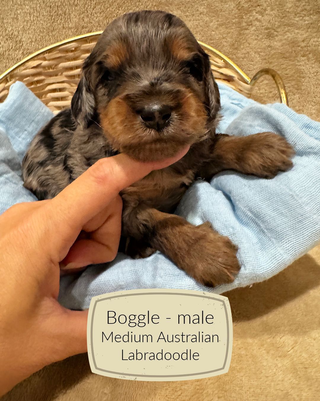 Boggle is blue merle phantom Australian labradoodle puppy.