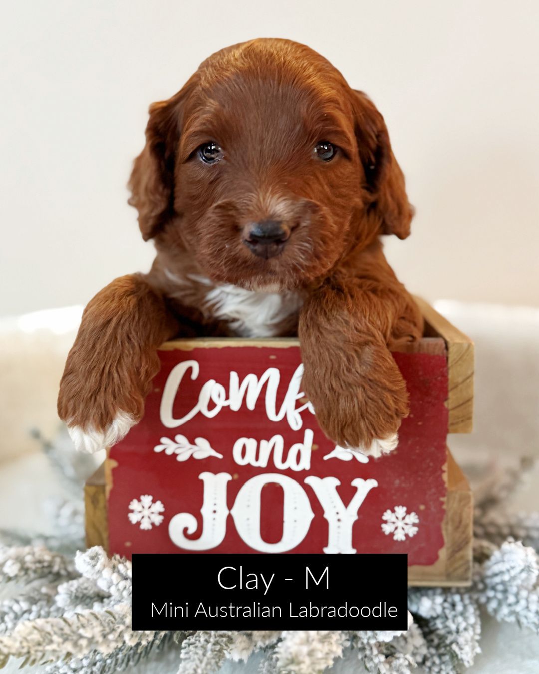 Clay is a dark red, mini Australian Labradoodle. He has white on all four paws, and tiny bit by his nose. He is sitting inside a red wooden crate that says