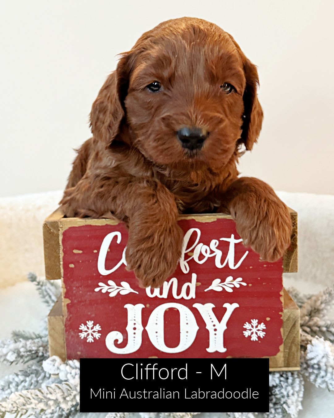 Clifford is a dark red, mini Australian Labradoodle. He has a white spot on his chest. He is sitting inside a red wooden crate that says