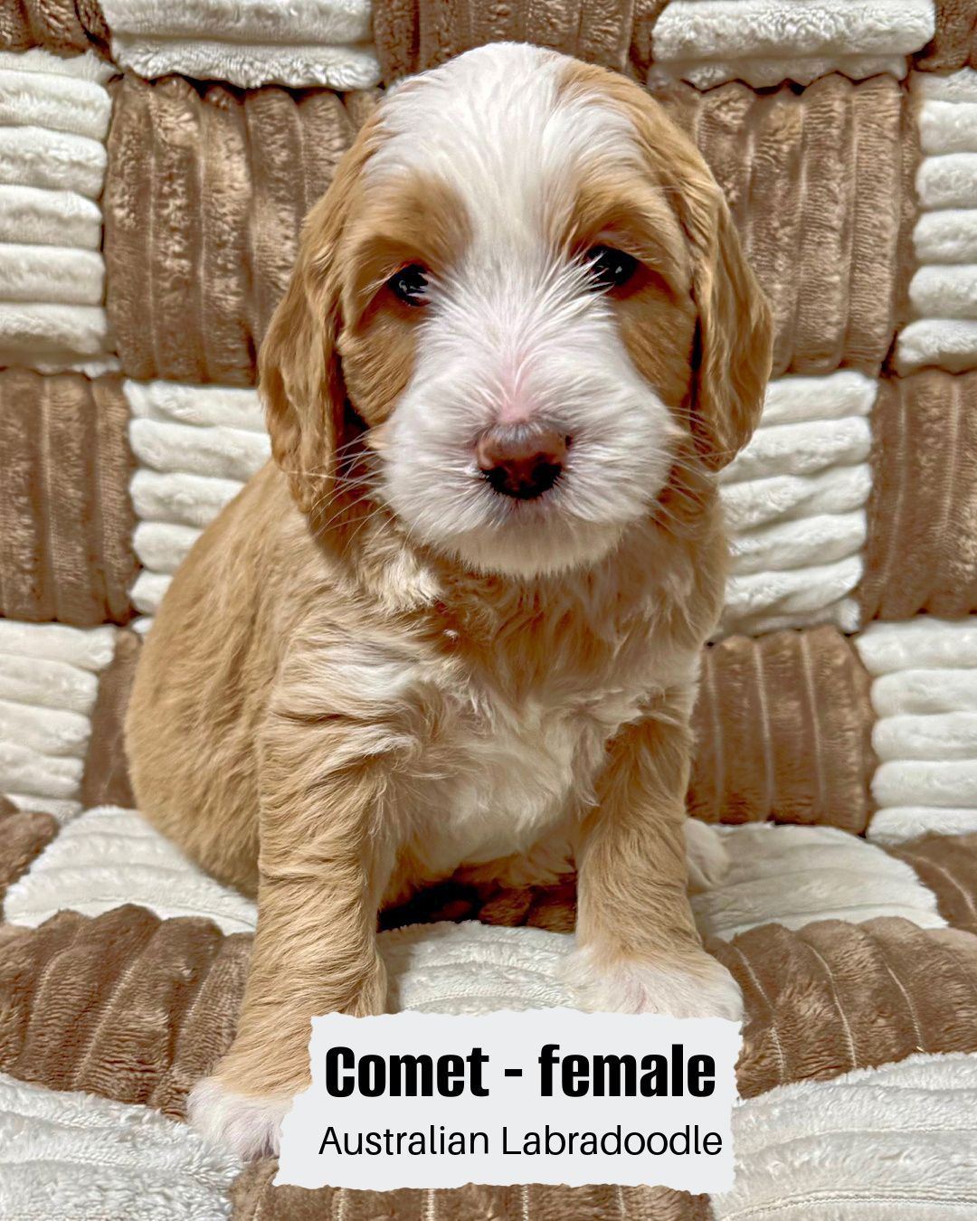 Comet is a female, caramel tuxedo Australian Labradoodle. She is sitting on a white and tan checkered blanket.