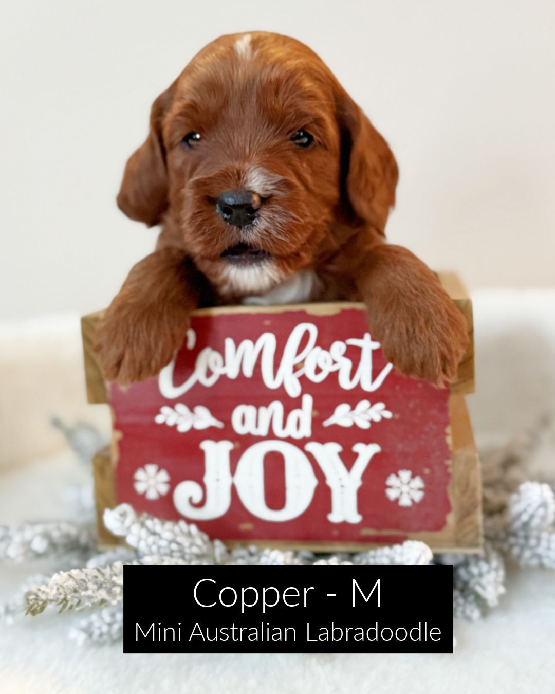 Copper is a dark red, mini Australian Labradoodle. He has a white spot on his head, to the left of his nose, and a white tuxedo chest. He is sitting inside a red wooden crate that says