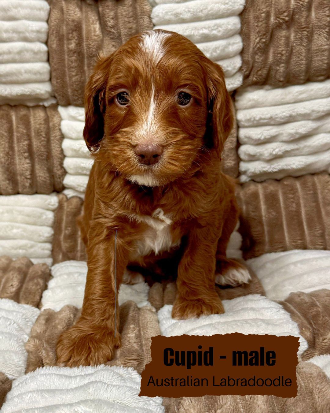 Cupid a male, caramel tuxedo Australian labradoodle. His tuxedo markings are very minimal. He is sitting on a white and tan checkered blanket.