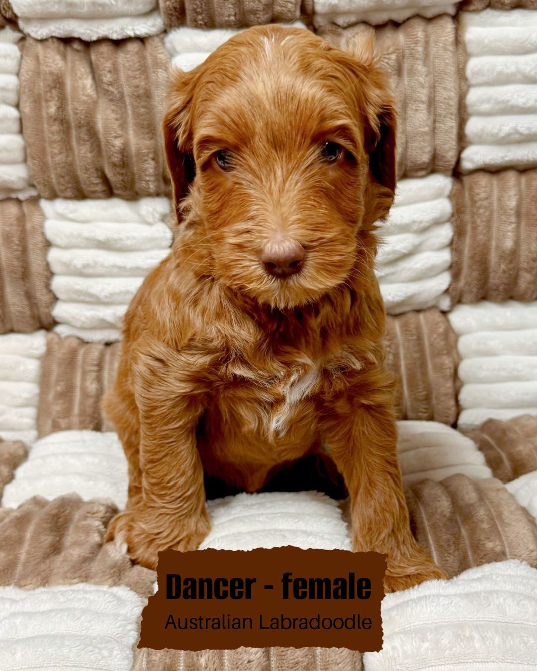Dancer is a female, caramel Australian Labradoodle. She is sitting on a white and tan checkered blanket.