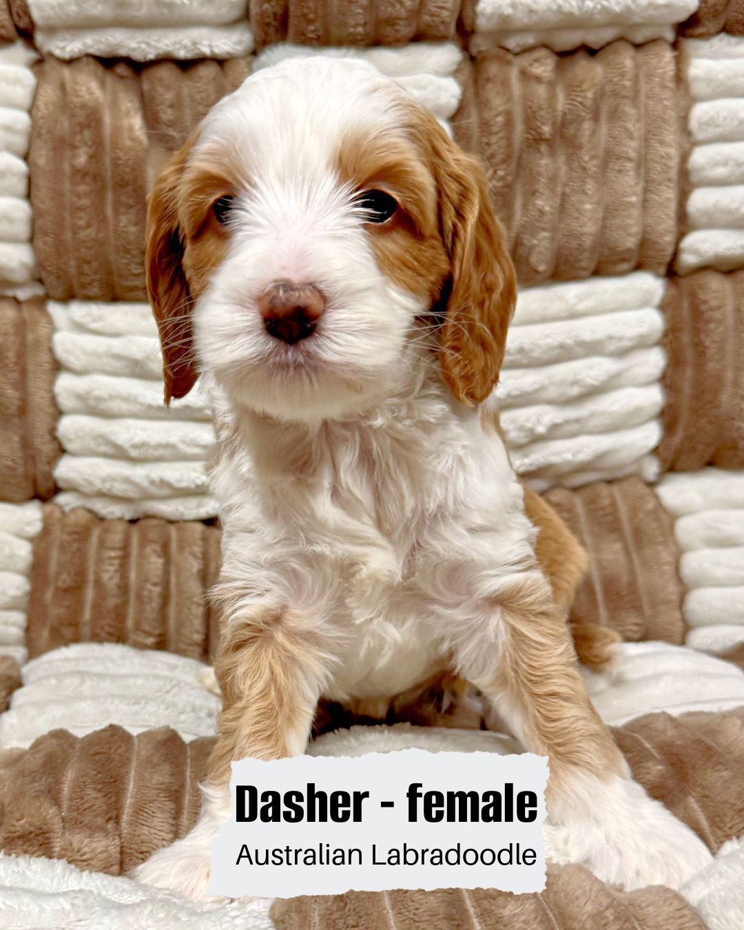 Dasher is a female, caramel tuxedo Australian Labradoodle. She is sitting on a white and tan checkered blanket.