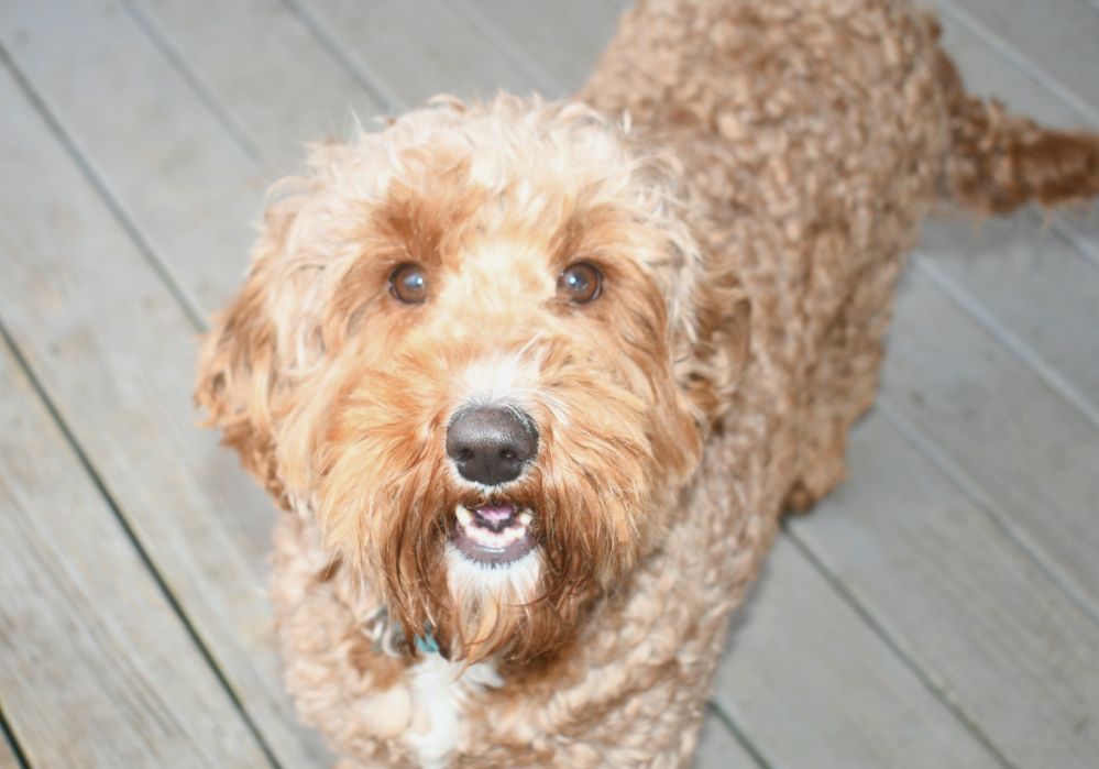 A brown dog is standing on a wooden deck and looking up at the camera.