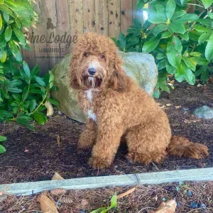 A brown dog is sitting in the dirt next to a rock.