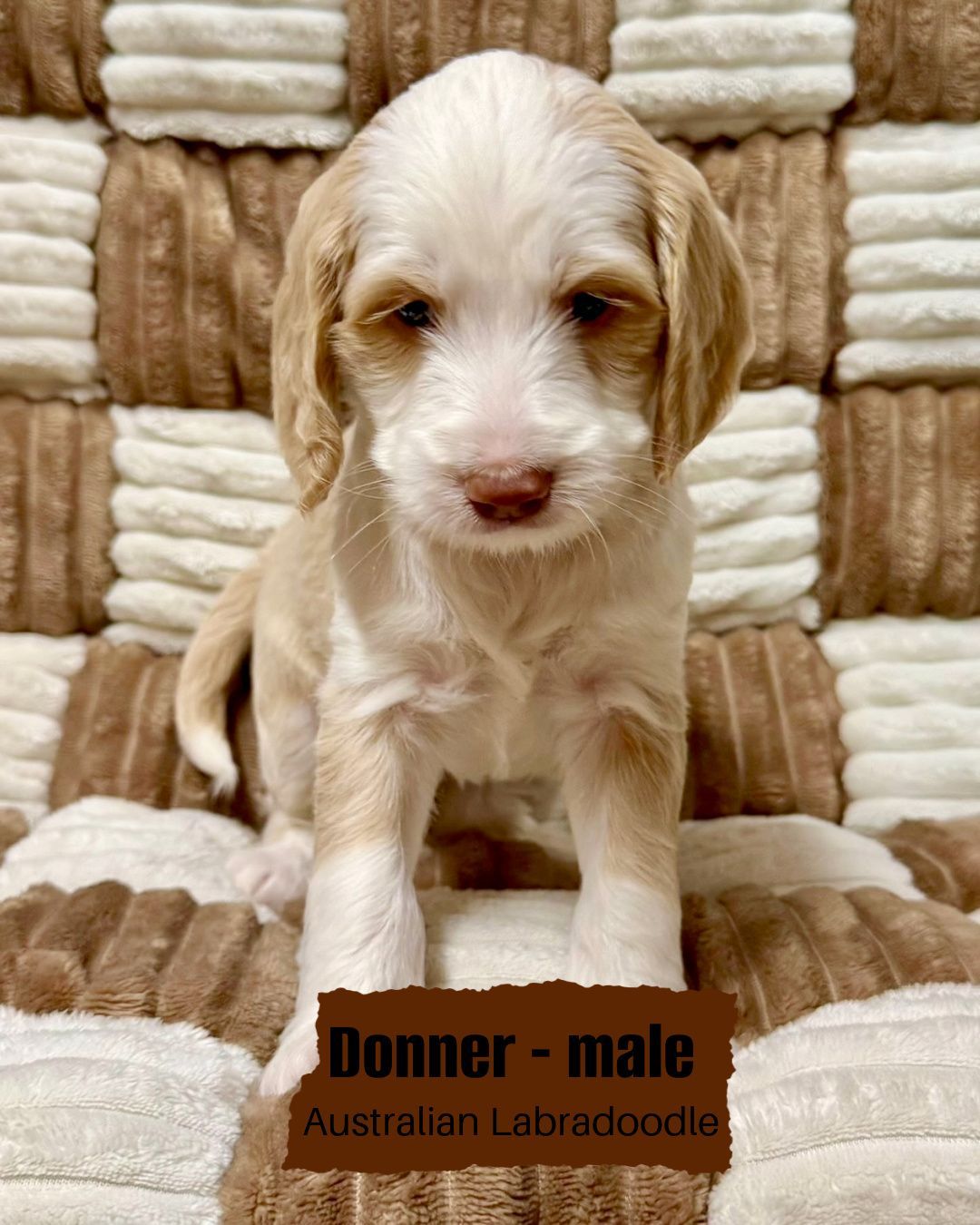 Donner is a male, caramel ice tuxedo, Australian Labradoodle. He is sitting on a white and tan checkered blanket.