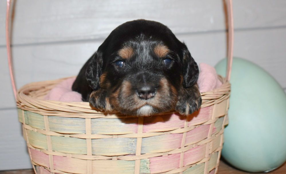 A black and brown puppy is sitting in a basket.
