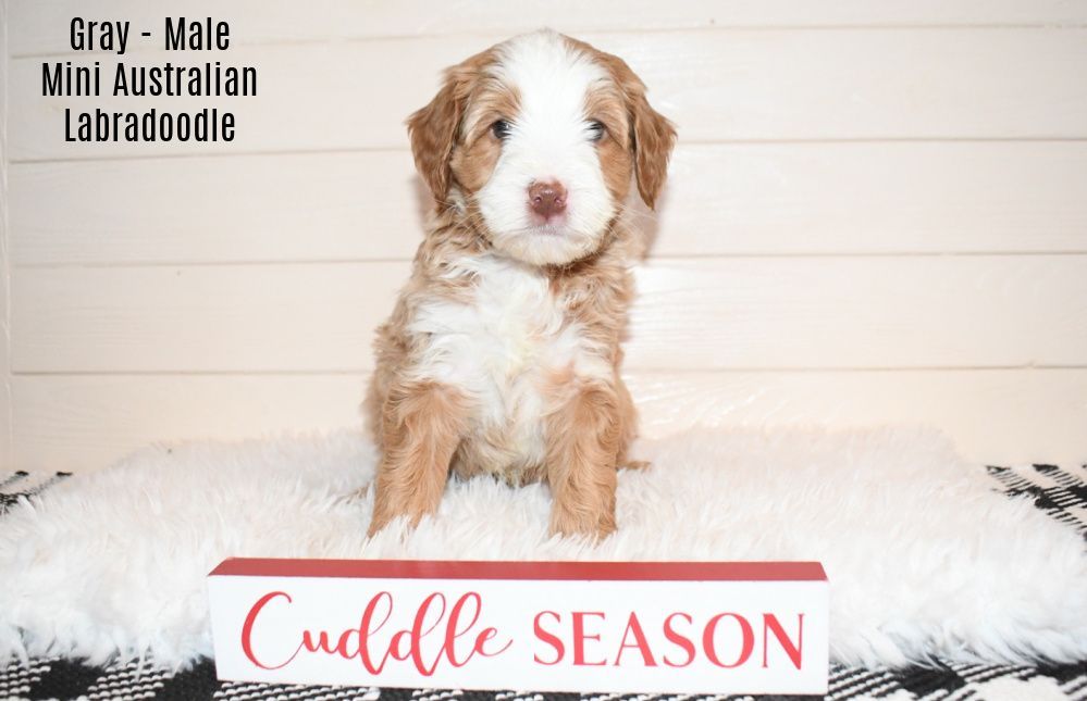 A brown and white puppy is sitting on a blanket next to a cuddle season sign.