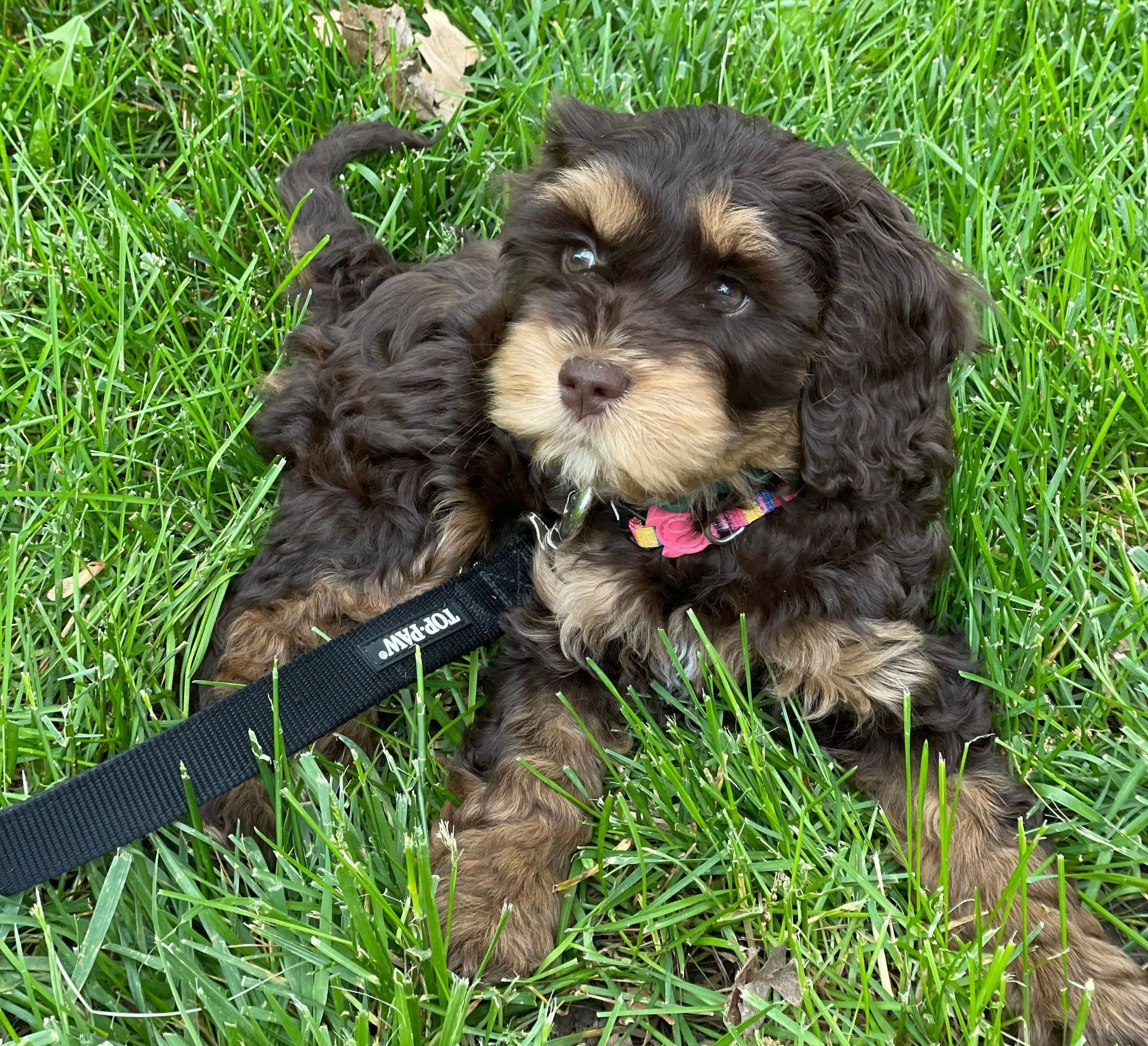 A brown and tan puppy is laying in the grass on a leash.