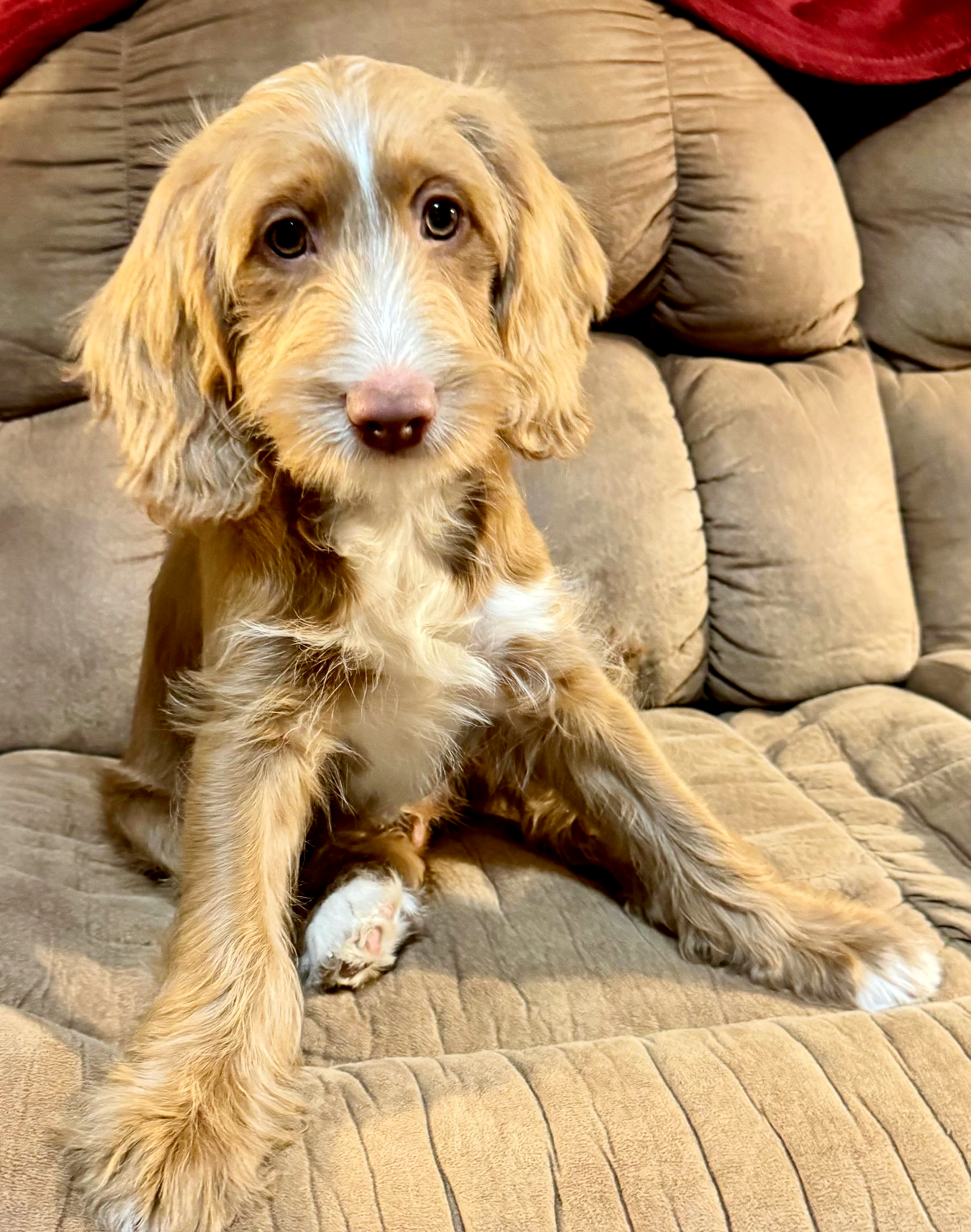 Blitzen is a male, light caramel tuxedo Australian Labradoodle. He is sitting on a red and white plaid blanket.