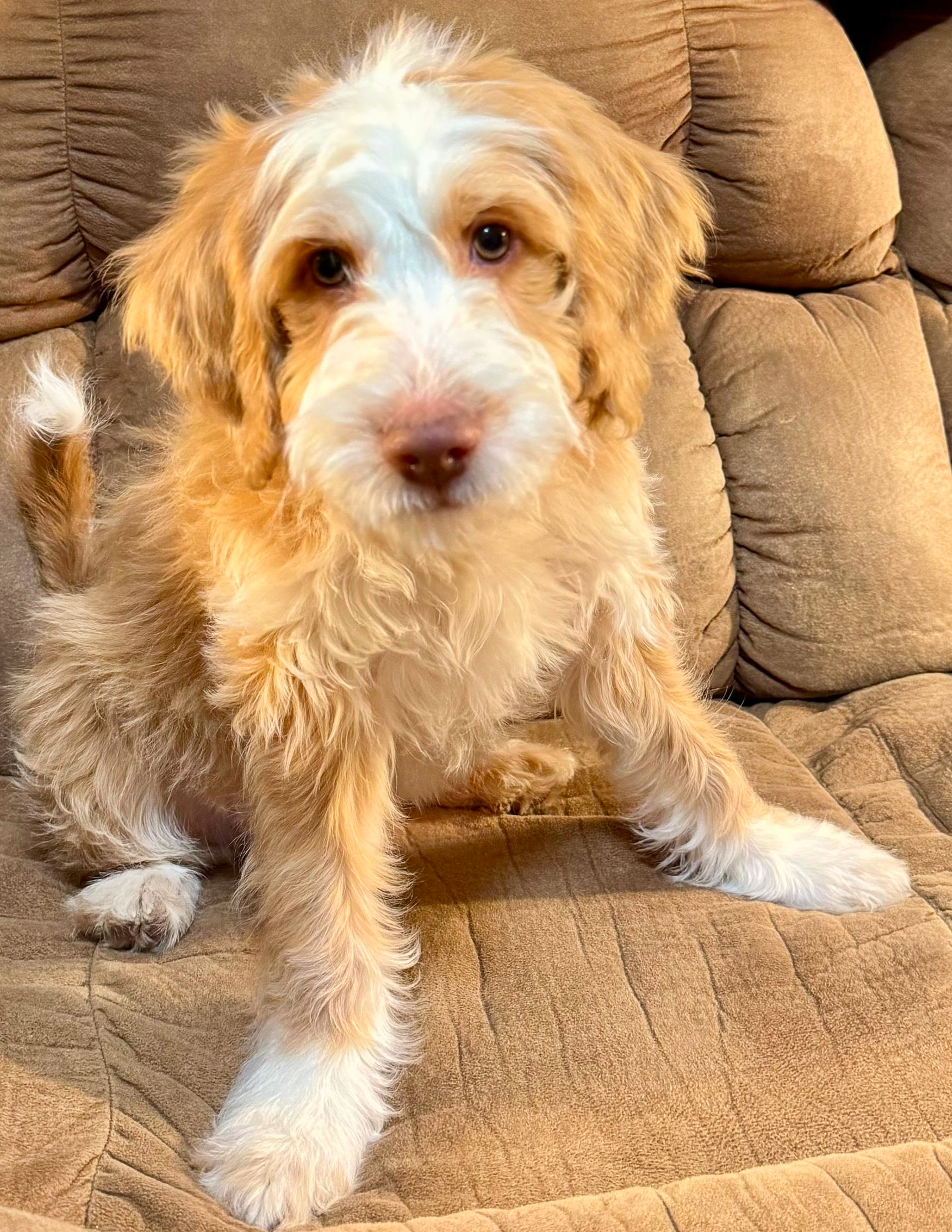 Prancer is a male, caramel tuxedo Australian Labradoodle. He is sitting on a red and white plaid blanket.