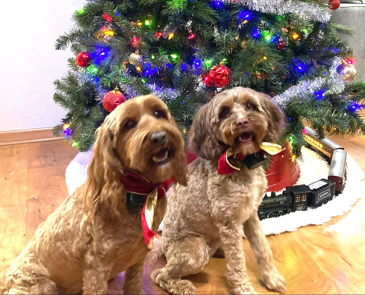 Two dogs are sitting in front of a christmas tree.