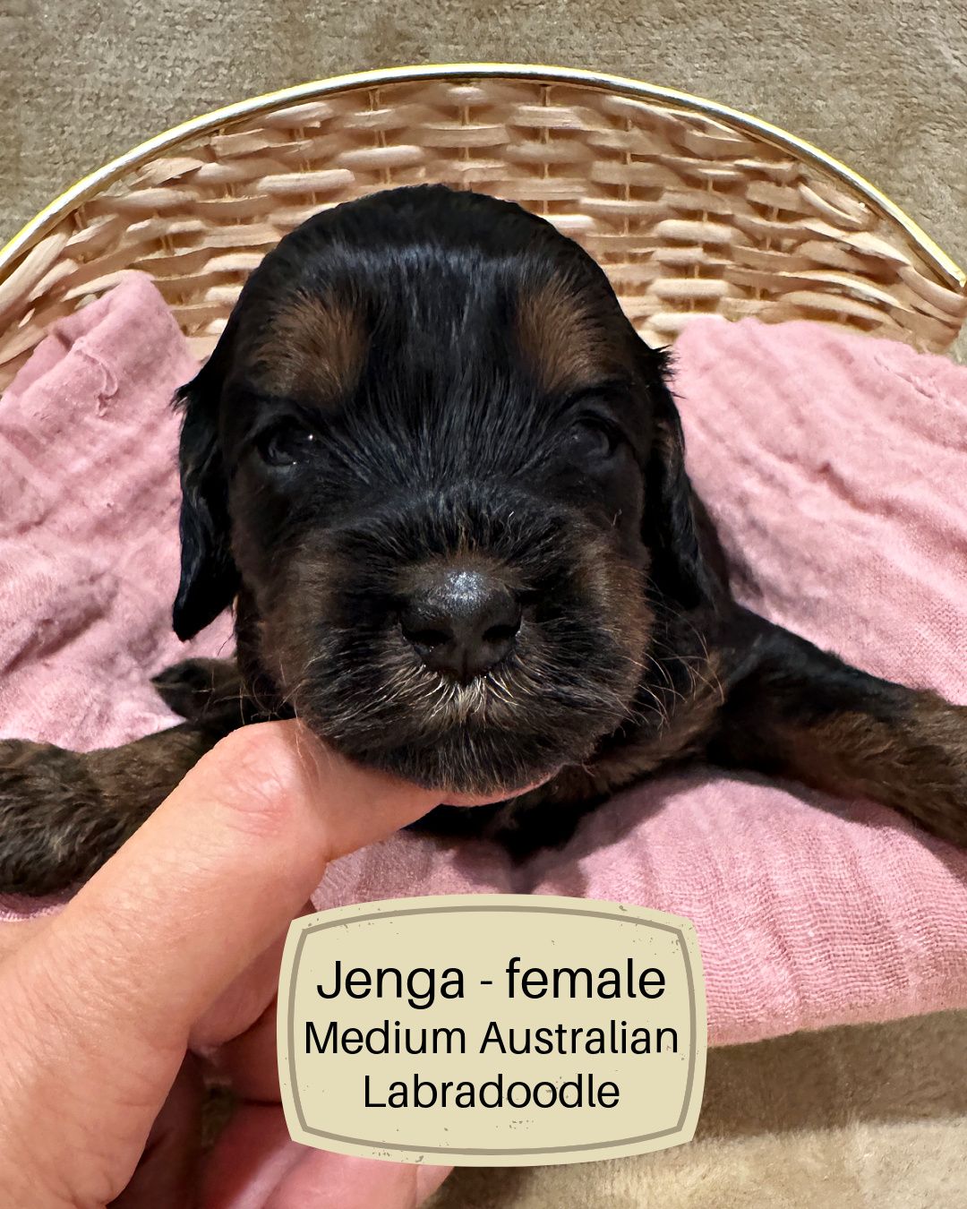 Jenga  is a black and tan phantom Australian Labradoodle puppy.