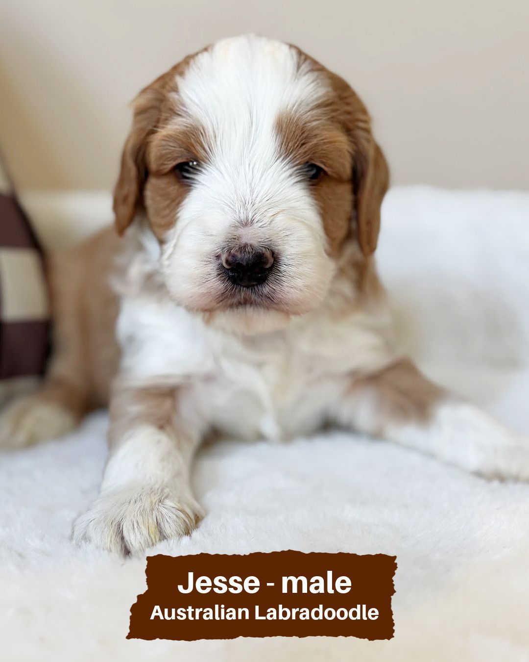 Jesse is an apricot and white tuxedo Australian Labradoodle. He has a wavy fleece coat. He is laying a on white fuzzy blanket.