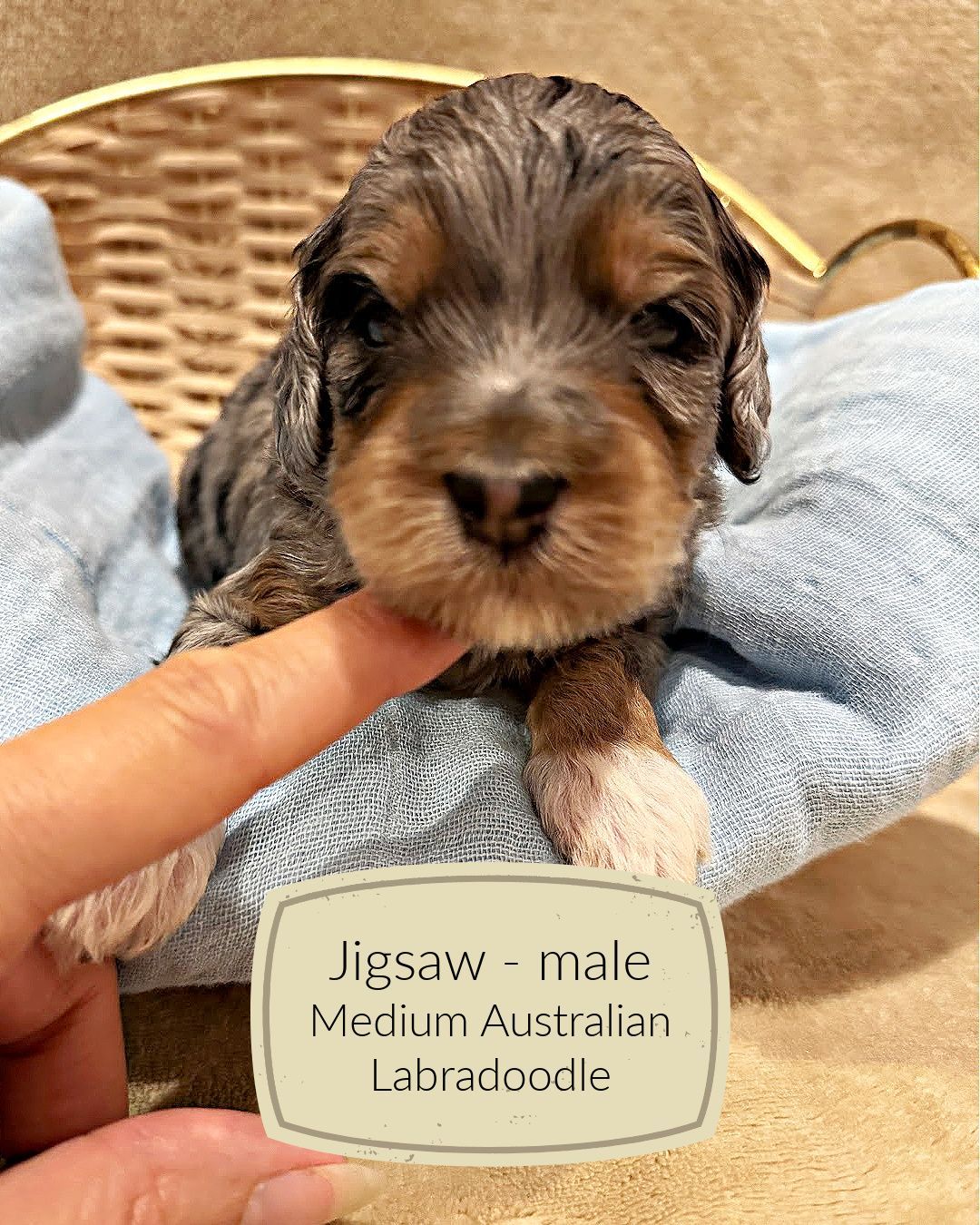 Jigsaw is a blue merle phantom Australian Labradoodle puppy. He also has the cutest little white booties on his front feet.