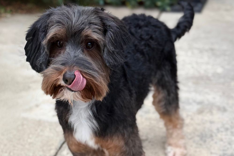 A brown and white dog wearing an orange bow tie