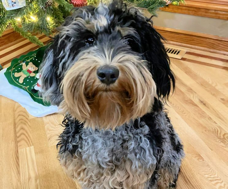 A small dog is sitting in front of a christmas tree