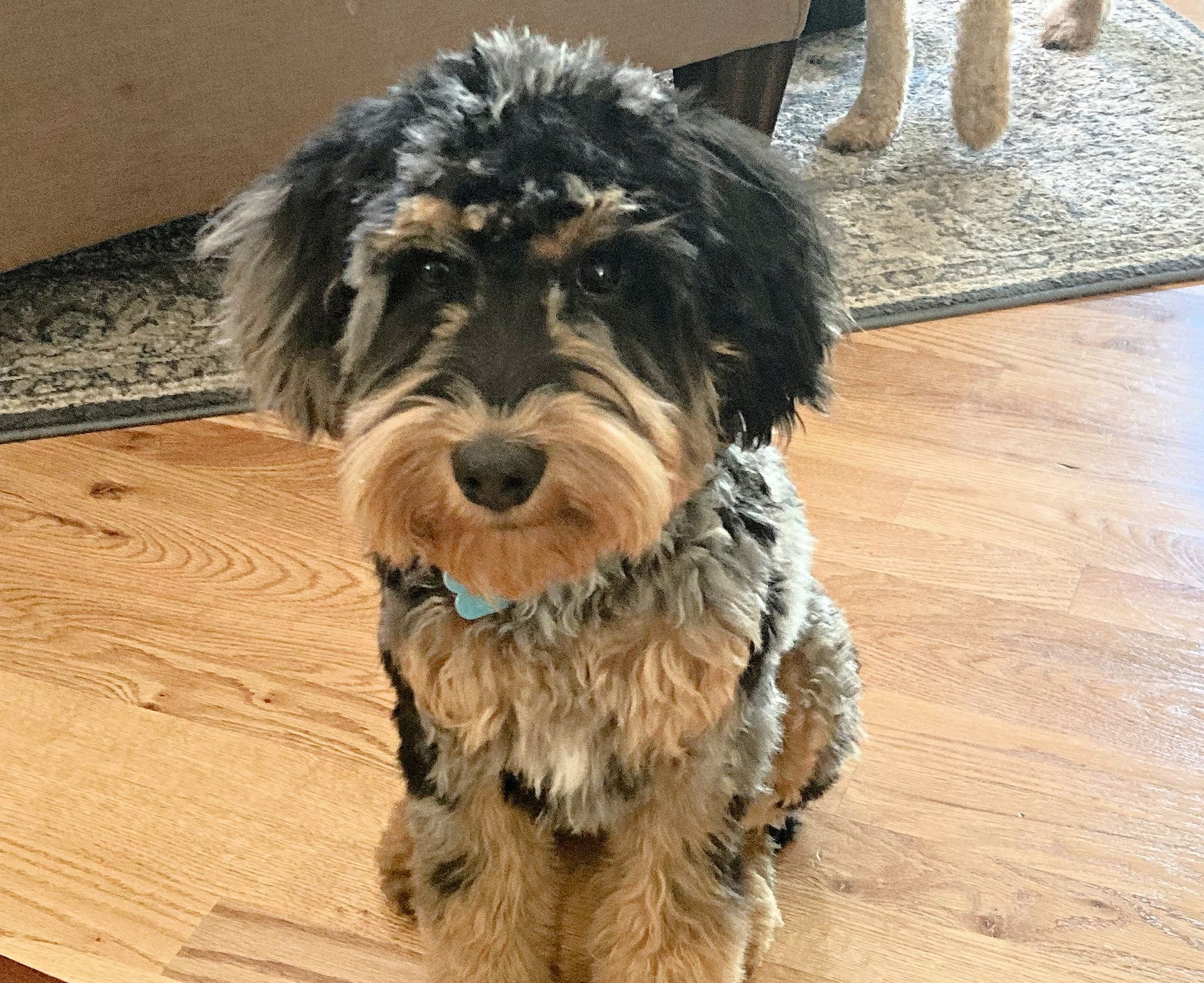A small dog is sitting on a wooden floor and looking at the camera.
