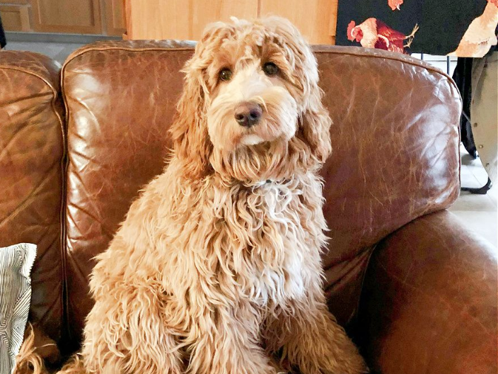 A brown dog is laying on a wooden floor next to a cage.