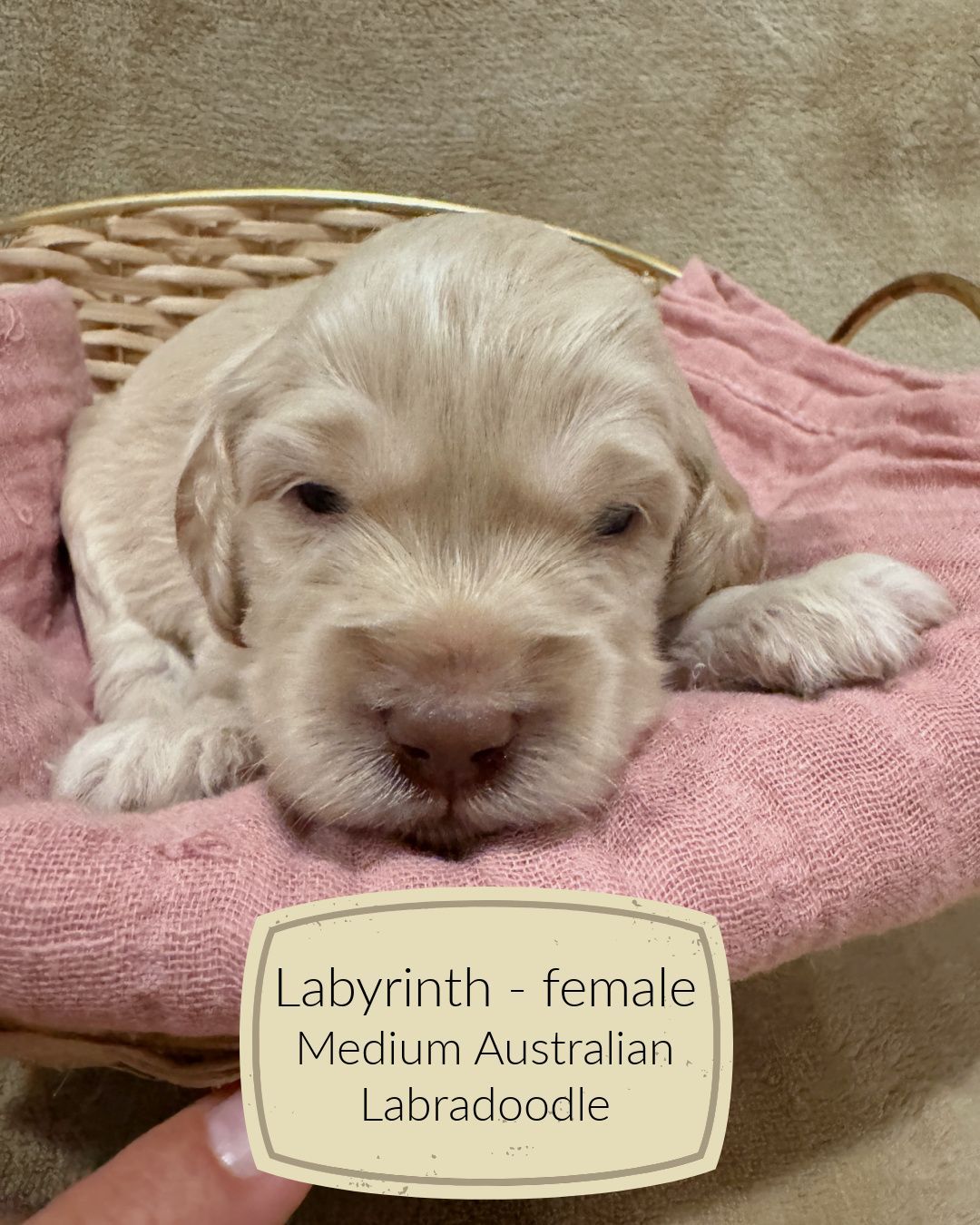 Labyrinth is a caramel Australian Labradoodle puppy.