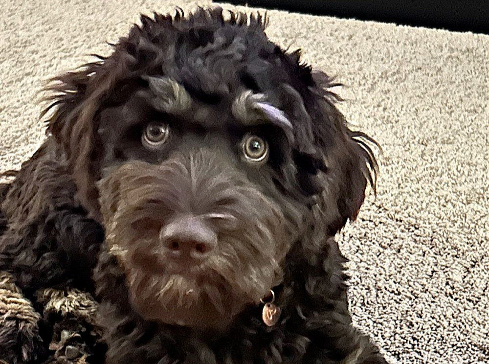 A brown and white dog wearing an orange bow tie