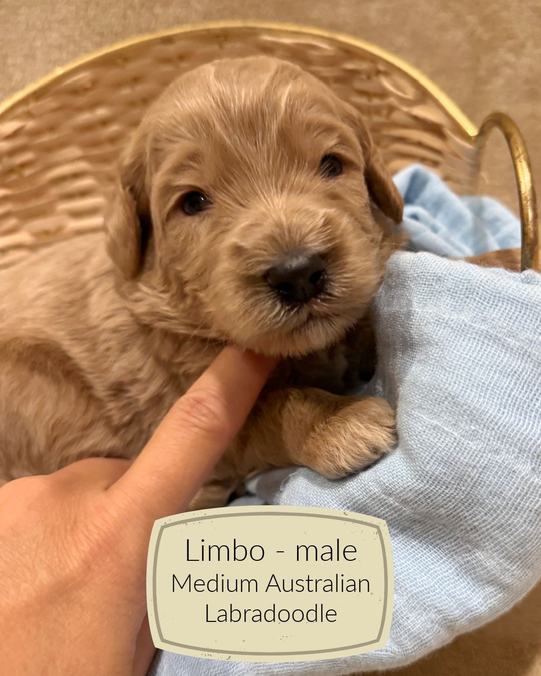 Limbo is an apricot Australian Labradoodle puppy.