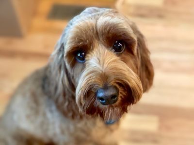 A brown dog is laying on the sidewalk and looking at the camera.