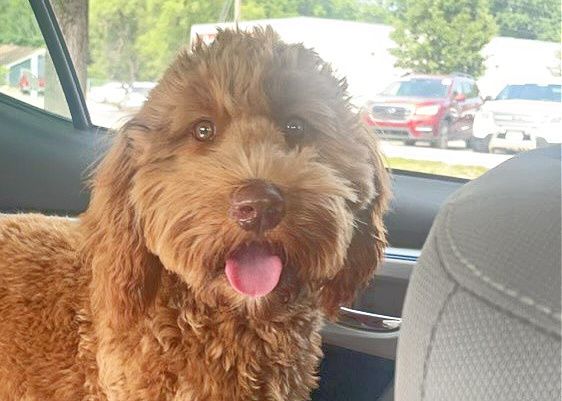 A brown dog is sitting in the back seat of a car with its tongue out.
