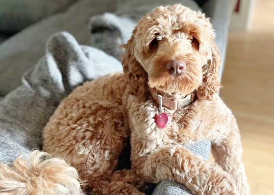 A brown dog is laying on a person 's lap on a couch.