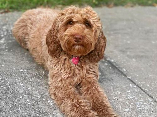 A small dog is standing in the grass with its tongue hanging out.