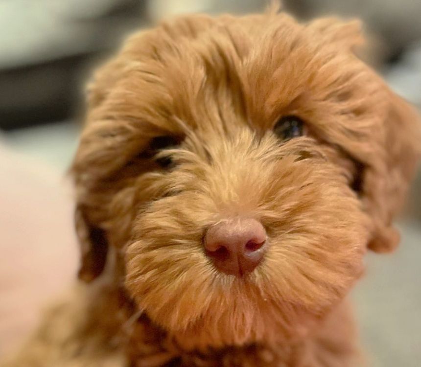 A close up of a brown puppy looking at the camera.