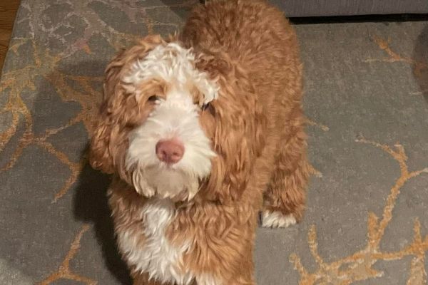 A brown and white dog is standing on a rug and looking at the camera.