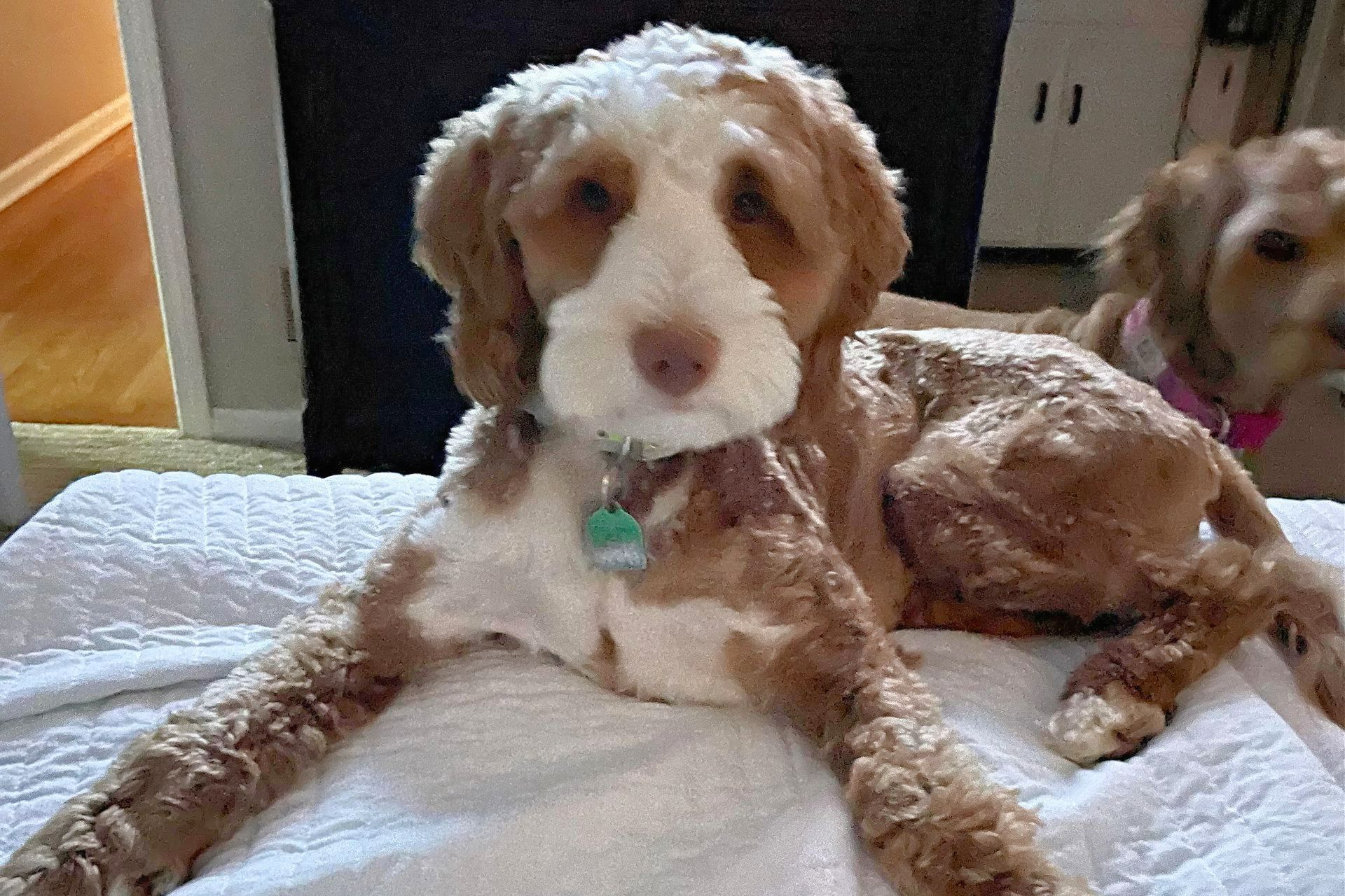A brown and white dog is laying on a white blanket.