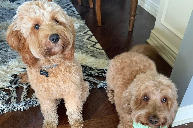 Two brown dogs are sitting next to each other on a wooden floor.