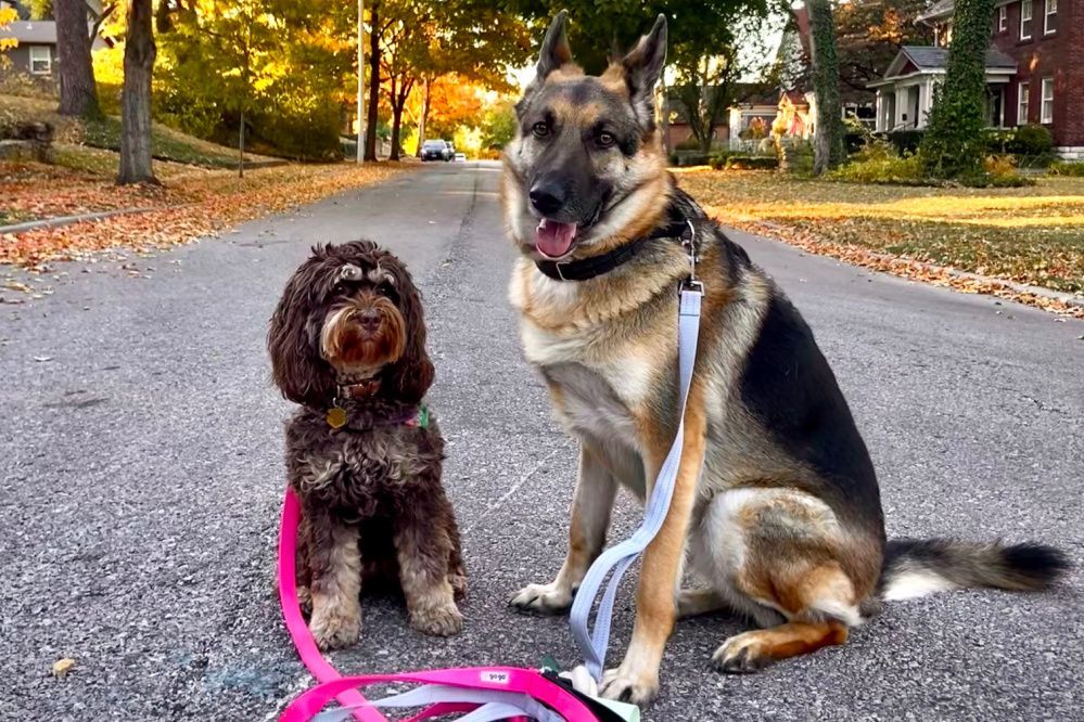 A german shepherd is sitting next to a small dog on a leash.