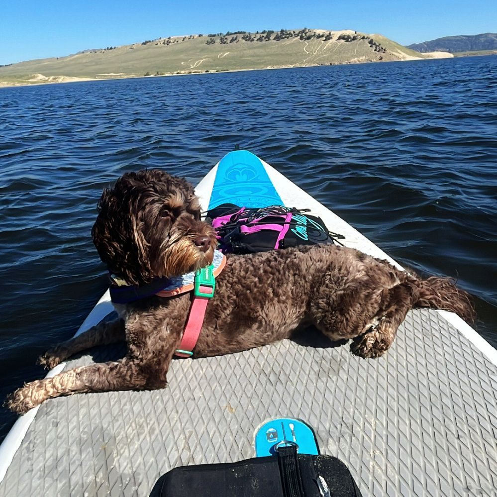 A dog is laying on a paddle board in the water