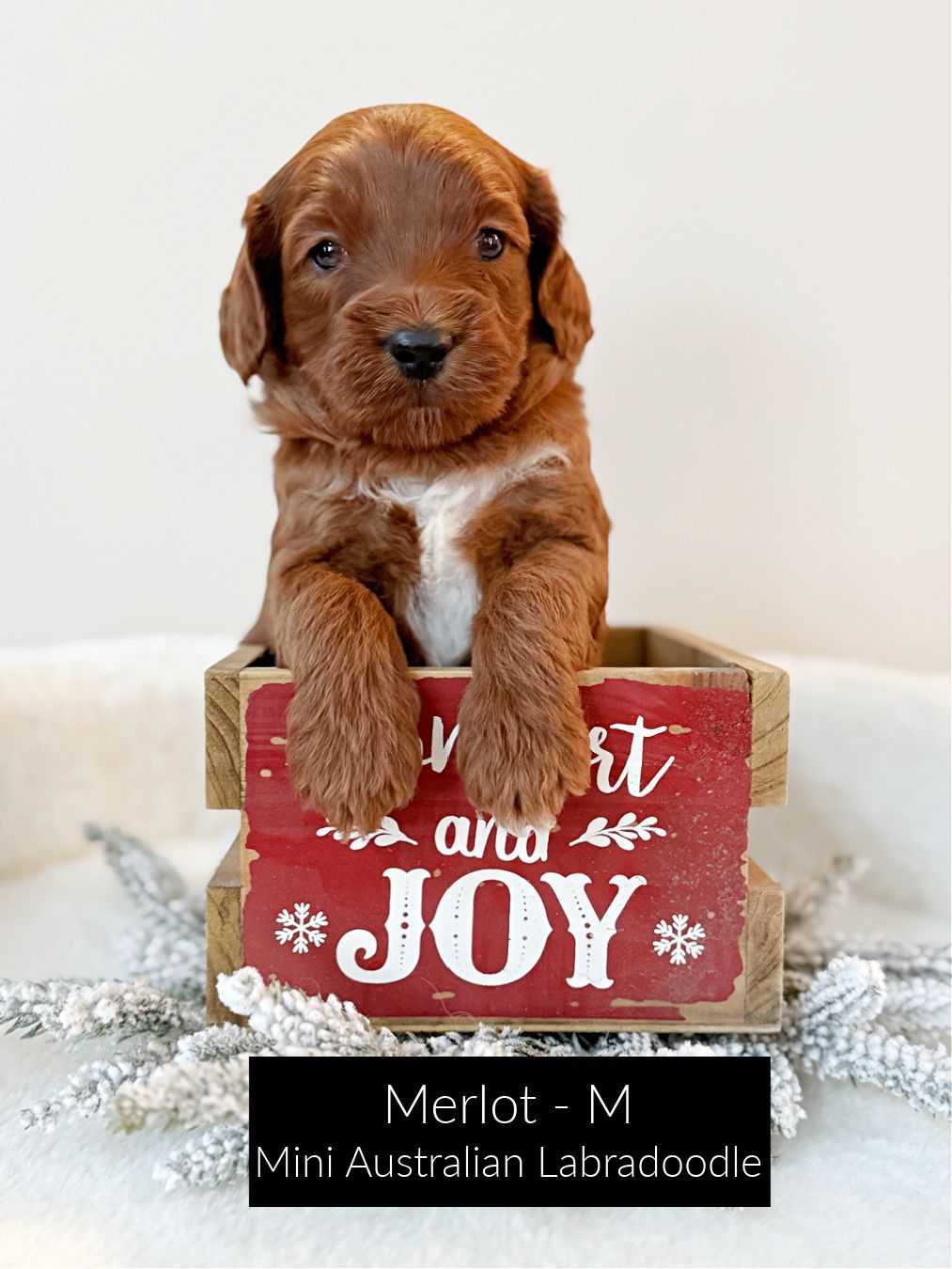 Merlot is a dark red, mini Australian Labradoodle. He has a white chin and a white tuxedo chest. He is sitting inside a red wooden crate that says
