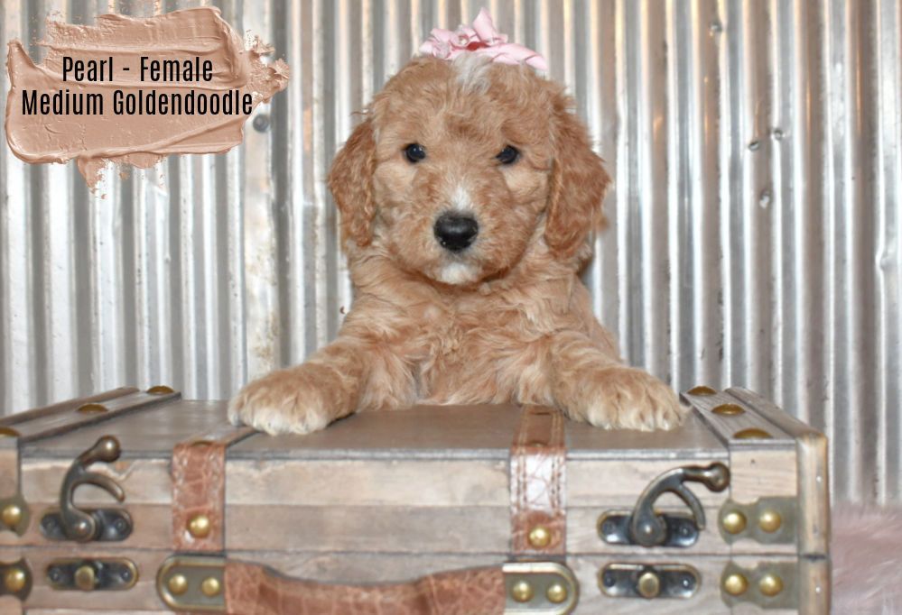 A puppy is laying on top of a suitcase.
