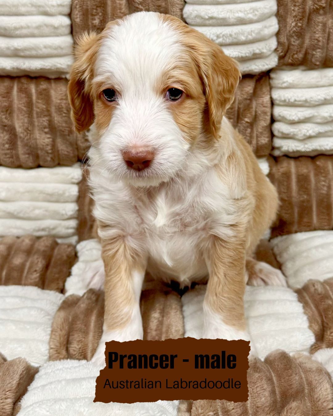 Prancer is a male, caramel tuxedo Australian Labradoodle. He is sitting on a white and tan checkered blanket.