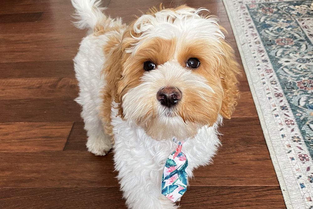 A brown and white dog wearing a bow tie is standing on a wooden floor.