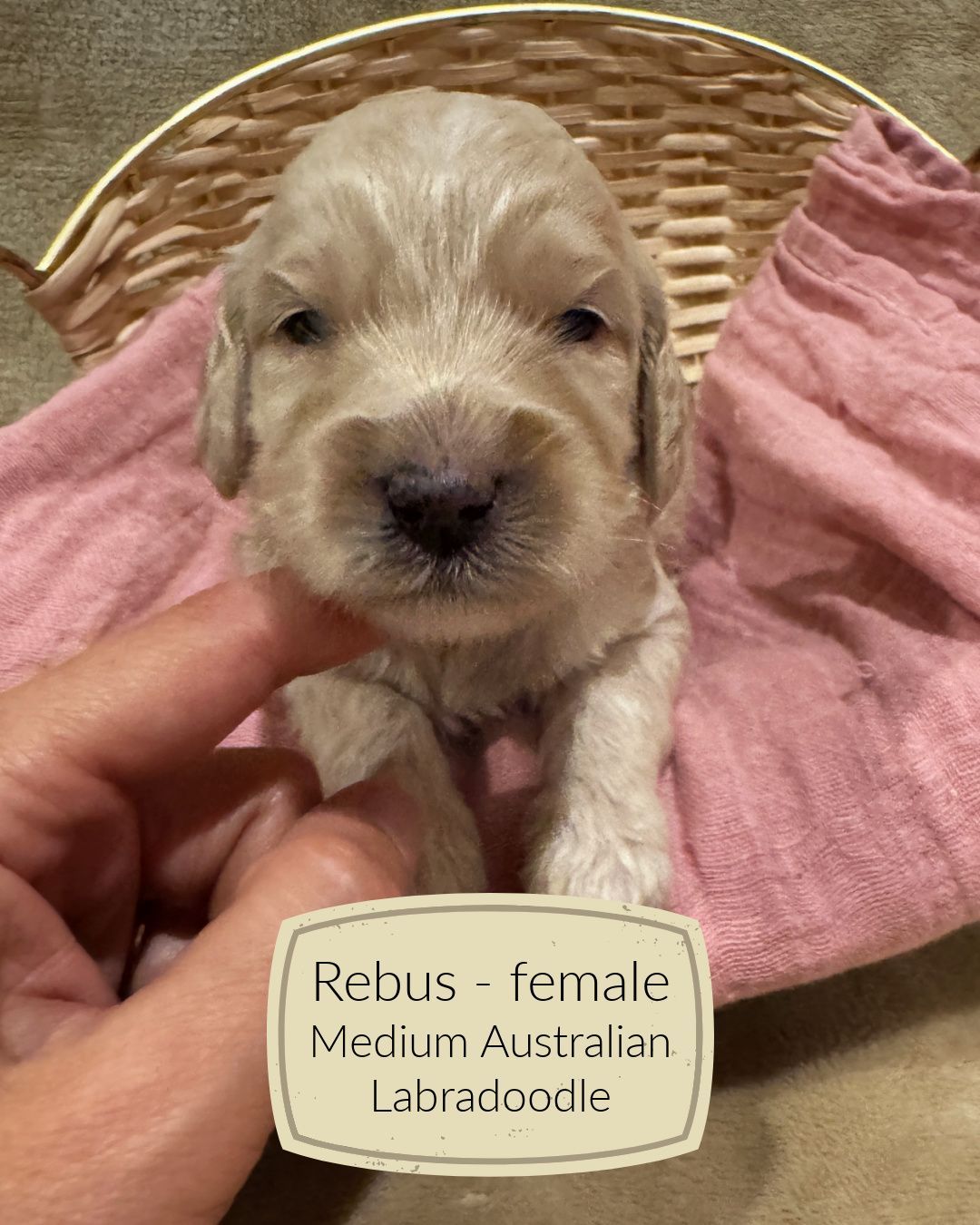 Rebus is cream Australian Labradoodle puppy.