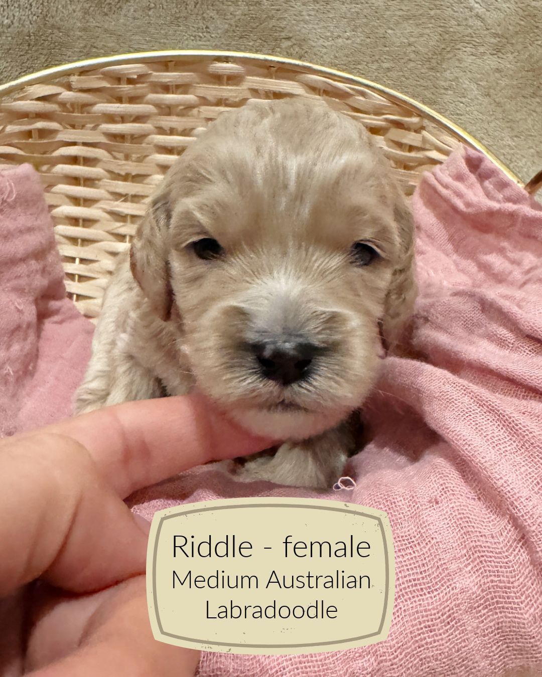 Riddle is a cream Australian Labradoodle puppy.