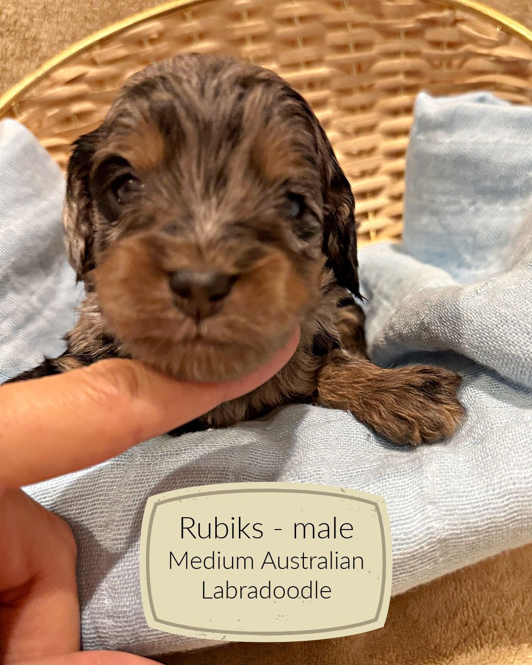 Rubiks is a blue merle phantom Australian Labradoodle puppy.