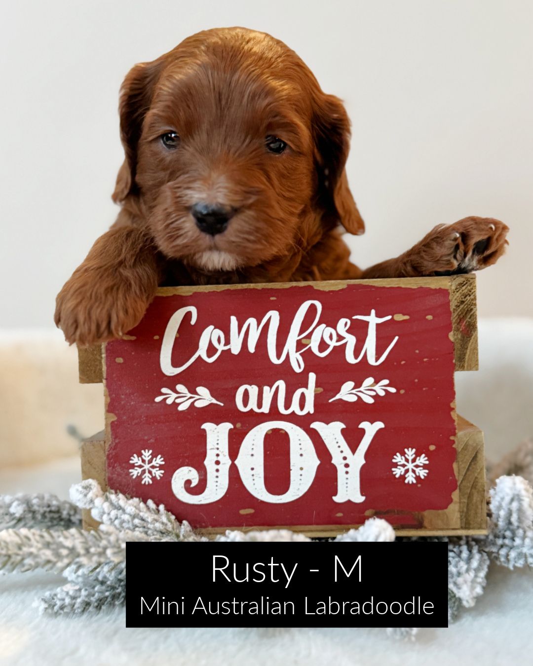Rusty is a dark red, mini Australian Labradoodle. He has a white chin and a white tuxedo chest. He is sitting inside a red wooden crate that says