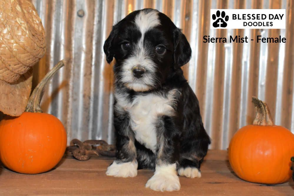 A black and white puppy is sitting on a wooden table next to pumpkins.