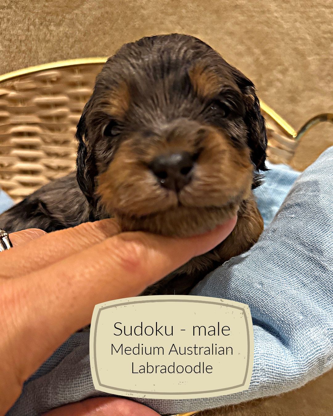 Sudoku is a blue merle phantom Australian Labradoodle.