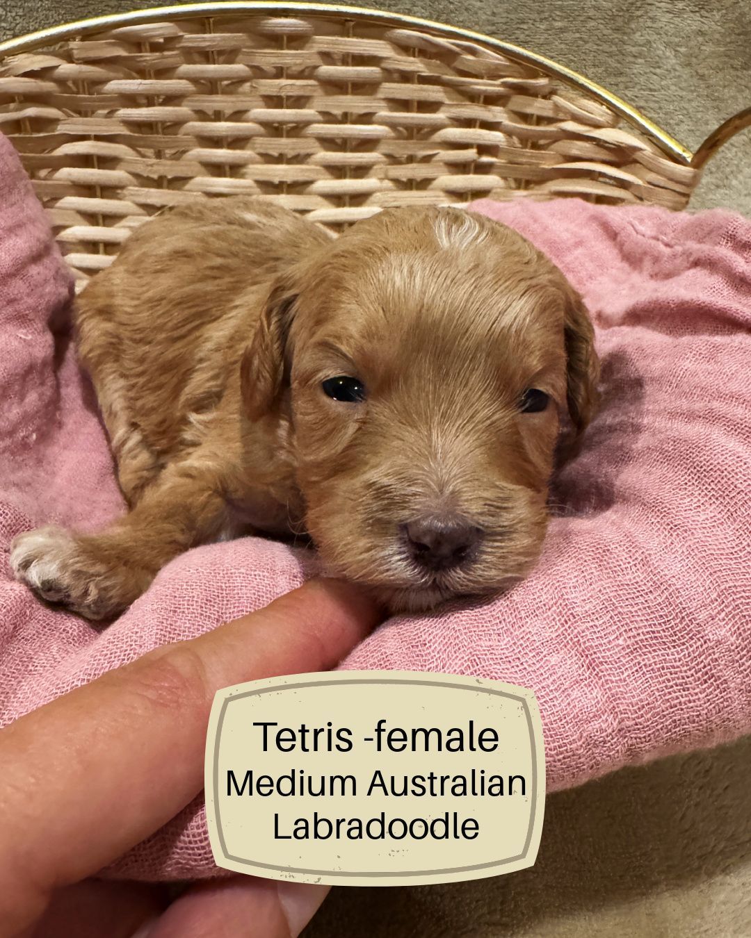 Tetris is an apricot Australian labradoodle puppy.