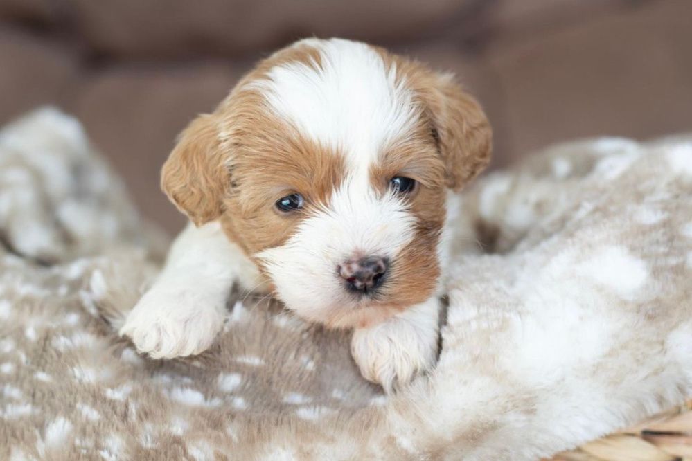 A brown and white puppy is laying on a blanket on a couch.
