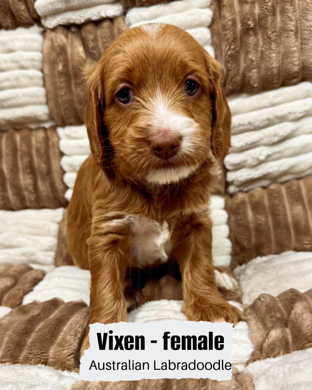 Vixen is a female caramel Australian Labradoodle. She is sitting on a white and tan checkered blanket.